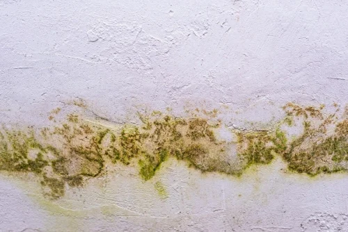 what is dampness