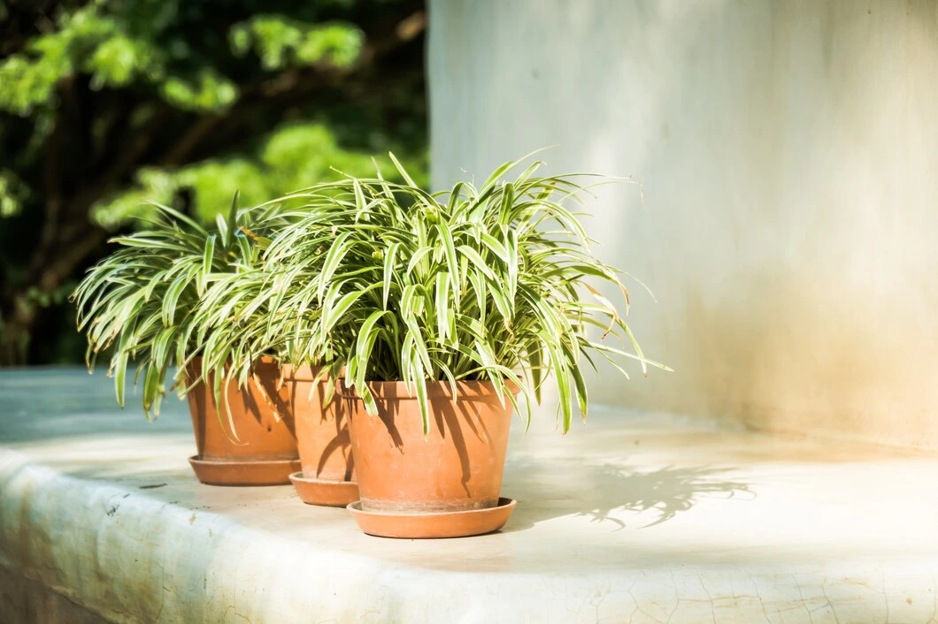 Spider Plant