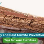 Best Ways to Prevent Termite Damage to Your Furniture