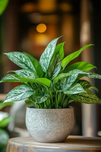 Indoor Air Purifying Plants