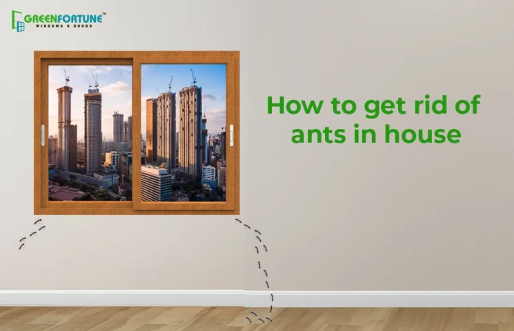 Get Rid of Ants