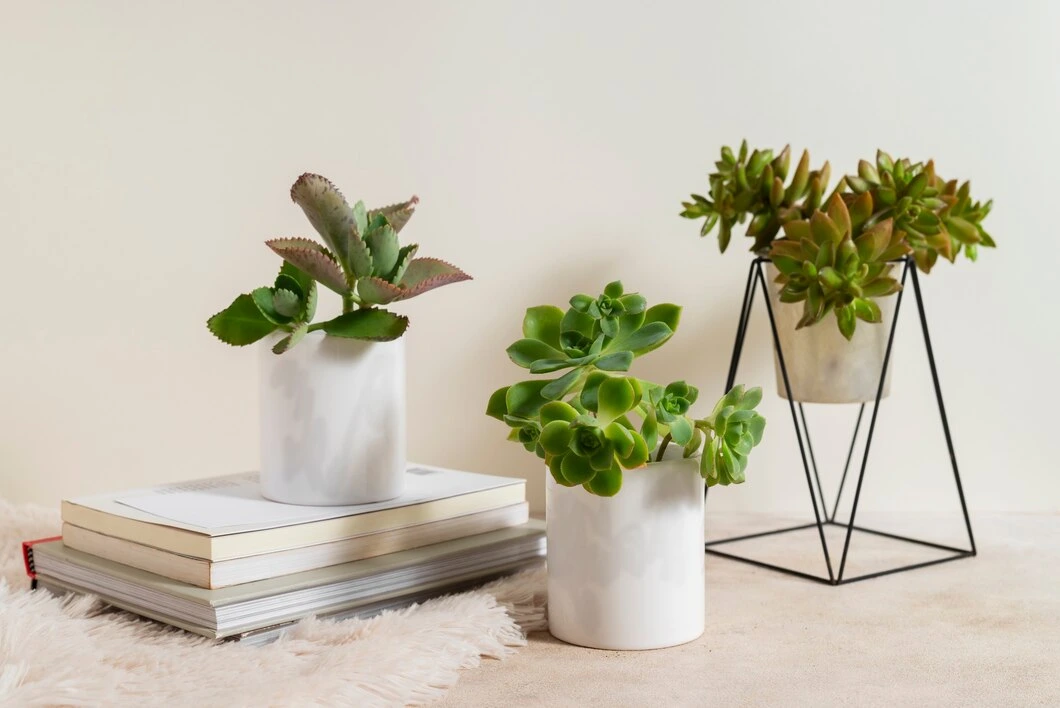 Succulents