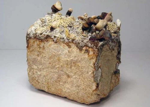 How Green Building Materials Can Make Your Home More Sustainable?