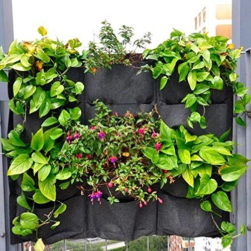 vertical garden plants