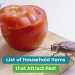 household items that attract pests