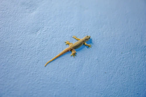 Lizard on wall