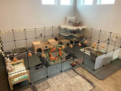 Best Indoor Pet Space Design for Dogs, Cats & More