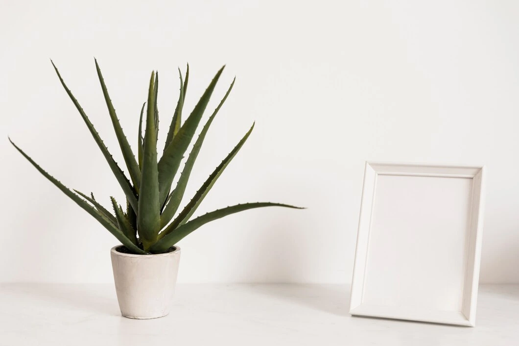 Aloe Vera