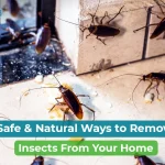 how to get rid of insects in house