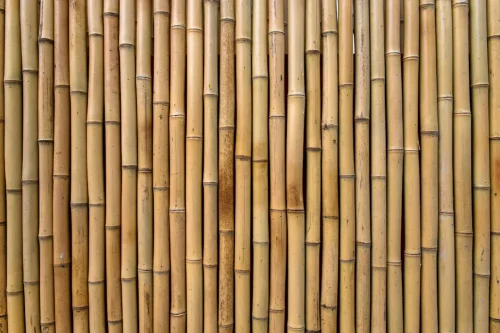 Bamboo