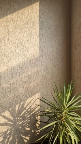 types of wall finishes in India