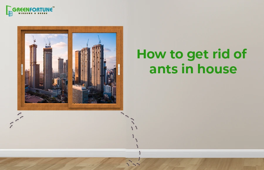 Get Rid of Ants