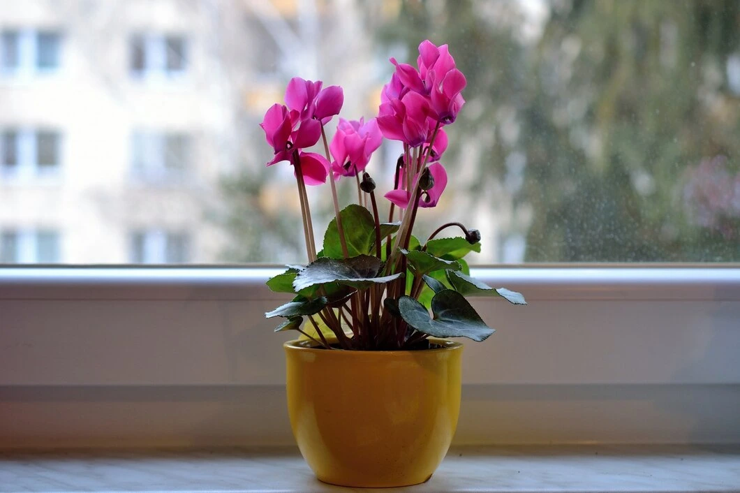 Bougainvillaea