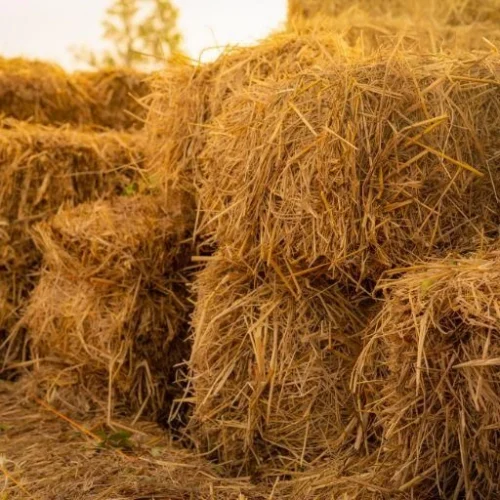 How Green Building Materials Can Make Your Home More Sustainable?