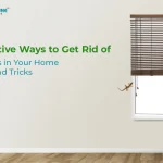 rid of lizards in home