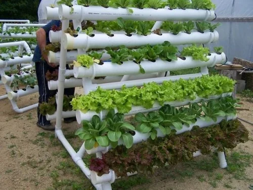 vertical garden plants