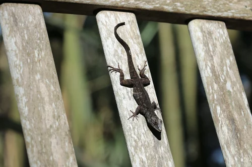 Sticky traps to catch lizard