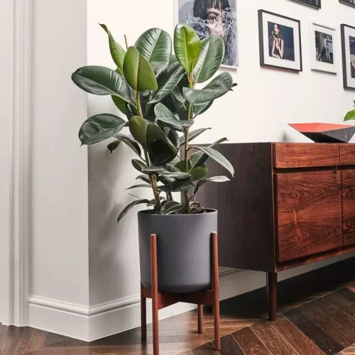 Indoor Air Purifying Plants