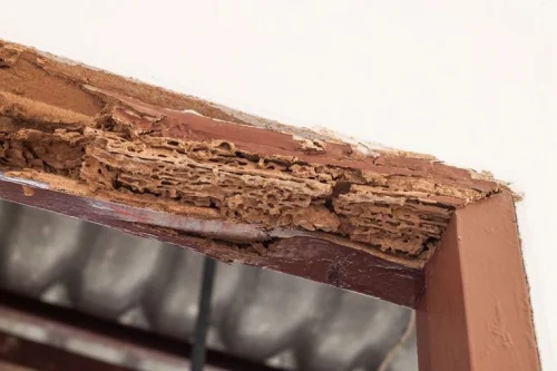 Top 10 Ways to Prevent Termite Damage to Your Furniture