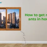 Get Rid of Ants