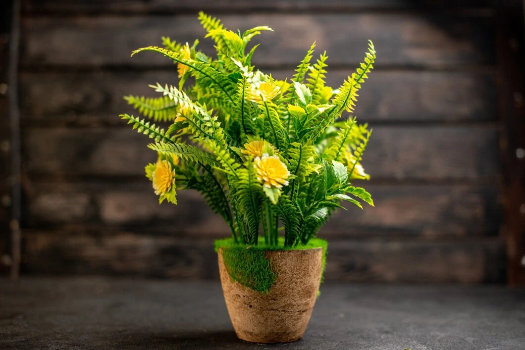 Ferns