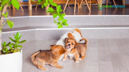 Choose Ceramic or Terracotta tiles for a Pet-Friendly Home
