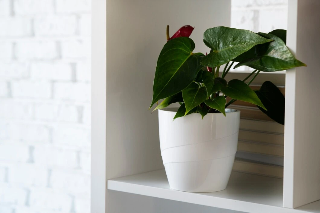 Philodendrons