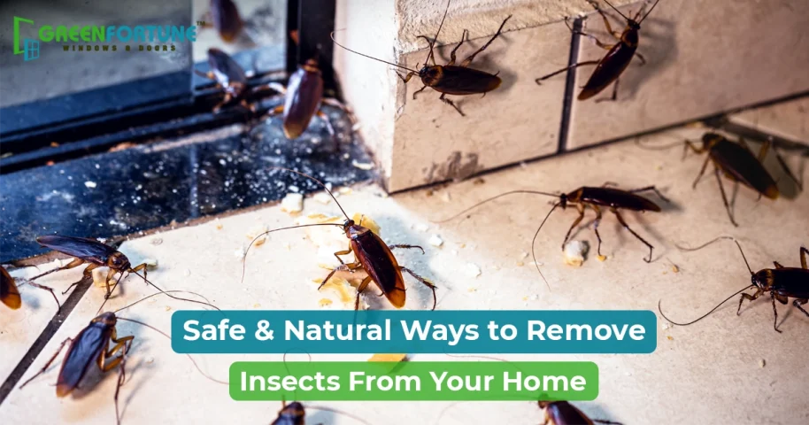 how to get rid of insects in house
